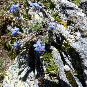 Photographie n°57595 du taxon Eritrichium nanum (L.) Schrad. ex Gaudin [1828]