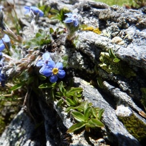 Myosotis nana Clairv. (Éritriche nain)