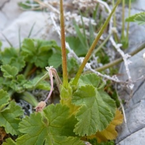 Photographie n°57601 du taxon Erodium chium (L.) Willd. [1794]