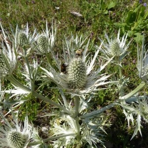 Photographie n°57608 du taxon Eryngium spinalba Vill. [1779]