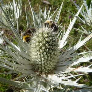 Eryngium alpinum sensu L. [1771] (Panicaut blanc des Alpes)