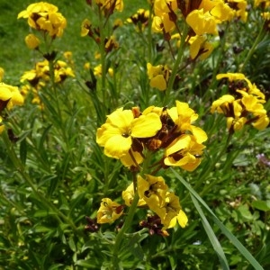 Photographie n°57611 du taxon Erysimum cheiri (L.) Crantz [1769]