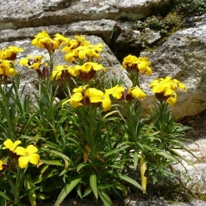 Photographie n°57612 du taxon Erysimum cheiri (L.) Crantz [1769]