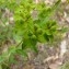  Mathieu MENAND - Euphorbia flavicoma subsp. verrucosa (Fiori) Pignatti [1973]