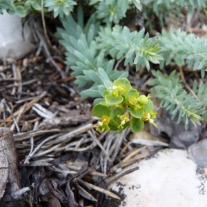 Euphorbia seguieriana var. minor (Duby) Jauzein (Euphorbe de Loiseleur)