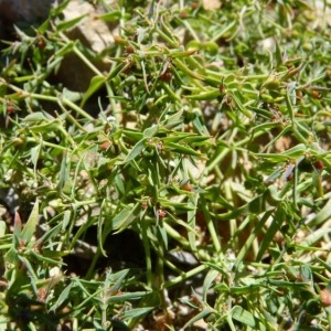 Photographie n°57625 du taxon Euphorbia sulcata Lens ex Loisel. [1828]