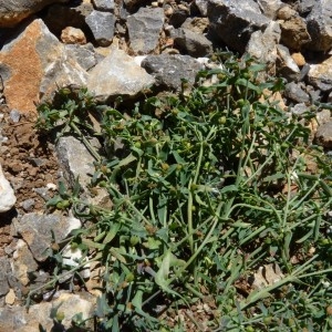 Photographie n°57626 du taxon Euphorbia sulcata Lens ex Loisel. [1828]