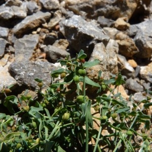 Photographie n°57627 du taxon Euphorbia sulcata Lens ex Loisel. [1828]