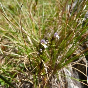  - Euphrasia nemorosa (Pers.) Wallr. [1815]