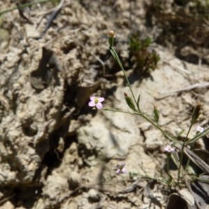 Photographie n°57632 du taxon Exaculum pusillum (Lam.) Caruel [1886]