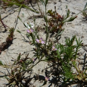 Photographie n°57634 du taxon Exaculum pusillum (Lam.) Caruel [1886]