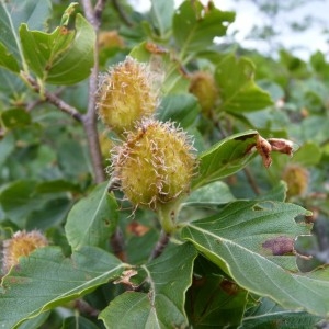 Photographie n°57637 du taxon Fagus sylvatica L. [1753]