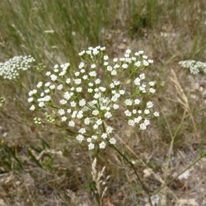 Falcaria vulgaris Bernh. (Falcaire)