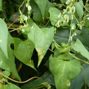 Photographie n°57641 du taxon Fallopia dumetorum (L.) Holub [1971]