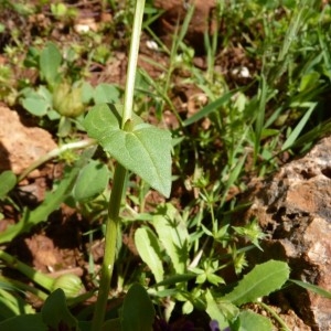 Photographie n°57643 du taxon Fedia cornucopiae sensu auct.