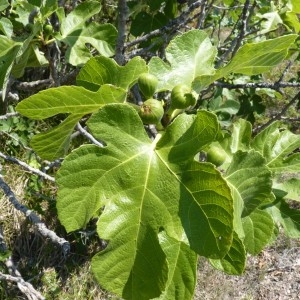 Photographie n°57648 du taxon Ficus carica L. [1753]