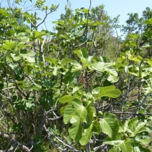 Photographie n°57649 du taxon Ficus carica L. [1753]