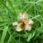  Mathieu MENAND - Fritillaria meleagris L. [1753]