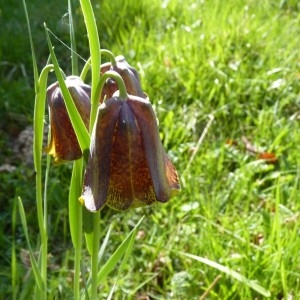 Photographie n°57667 du taxon Fritillaria nigra Mill. [1768]