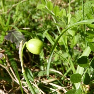Photographie n°57681 du taxon Galanthus nivalis L. [1753]