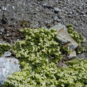 Galium rupicola Bertol. (Gaillet à grosses graines)