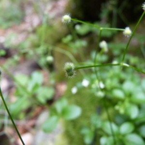 Photographie n°57684 du taxon Galium rotundifolium L. [1753]