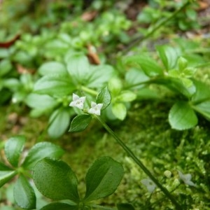 Photographie n°57686 du taxon Galium rotundifolium L. [1753]