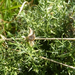 Genista hispanica var. villosa Willk. (Genêt occidental)