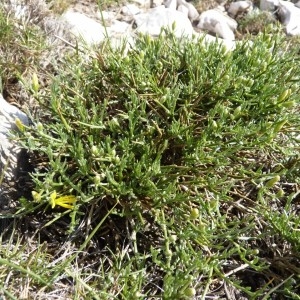 Photographie n°57692 du taxon Genista lobelii DC. [1805]