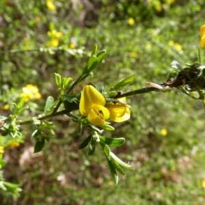 Photographie n°57695 du taxon Genista pilosa L. [1753]