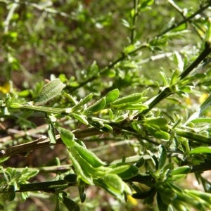 Photographie n°57696 du taxon Genista pilosa L. [1753]