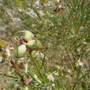 Photographie n°57699 du taxon Genista radiata (L.) Scop. [1772]