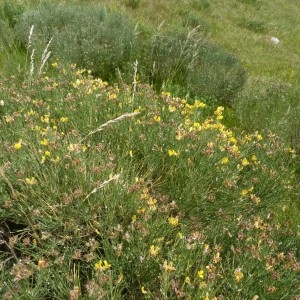  - Genista radiata (L.) Scop. [1772]