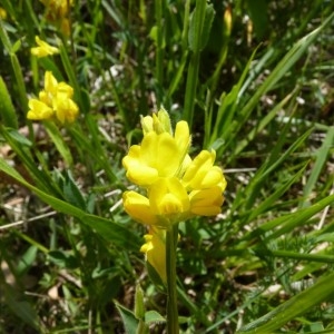 Photographie n°57702 du taxon Genista sagittalis L.