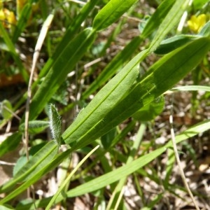 Photographie n°57703 du taxon Genista sagittalis L.