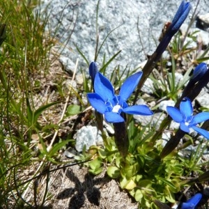  - Gentiana brachyphylla Vill. [1779]