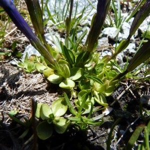  - Gentiana brachyphylla Vill. [1779]