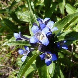 Photographie n°57707 du taxon Gentiana cruciata L. [1753]