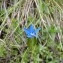  Mathieu MENAND - Gentiana utriculosa L. [1753]