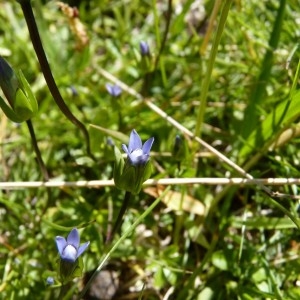 Photographie n°57722 du taxon Gentianella tenella (Rottb.) Börner [1912]