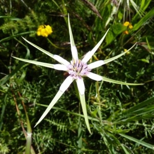 Photographie n°57726 du taxon Geropogon hybridus (L.) Sch.Bip. [1844]