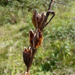  - Gladiolus communis L. [1753]