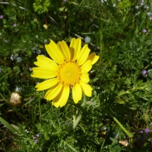 Photographie n°57732 du taxon Glebionis coronaria (L.) Tzvelev [1999]