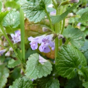 Photographie n°57734 du taxon Glechoma hederacea L. [1753]