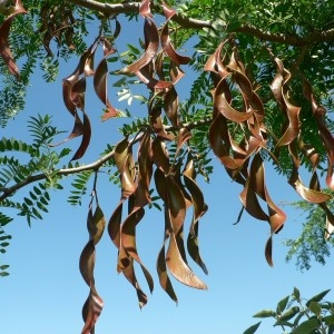 Photographie n°57739 du taxon Gleditsia triacanthos L. [1753]