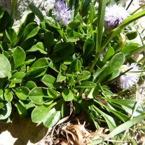  - Globularia x fuxeensis Giraudias [1889]