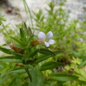 Photographie n°57757 du taxon Gratiola officinalis L. [1753]