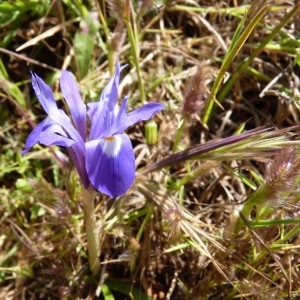 Photographie n°57759 du taxon Gynandriris sisyrinchium (L.) Parl. [1854]