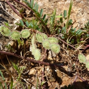  - Hedysarum spinosissimum subsp. capitatum (Rouy) Asch. & Graebn. [1909]