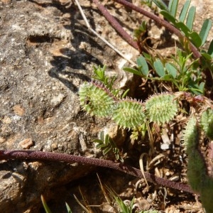  - Hedysarum spinosissimum subsp. capitatum (Rouy) Asch. & Graebn. [1909]